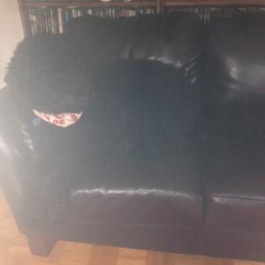 Unknown Breed