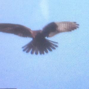 Common Kestrel