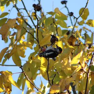 Great Spotted Woodpecker