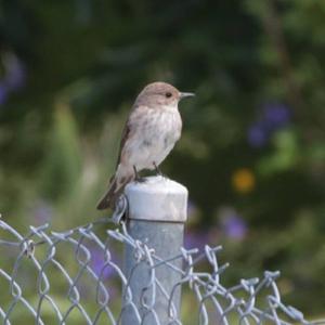 Spotted Flycatcher