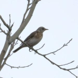 Fieldfare