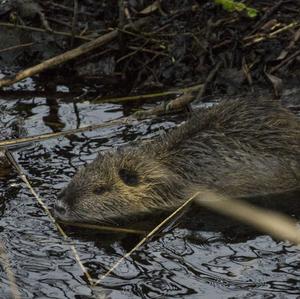 Coypu