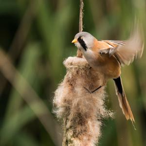 Bearded Parrotbill