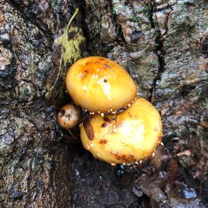 Golden Pholiota