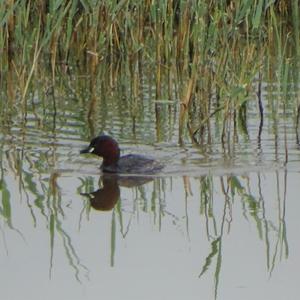 Little Grebe