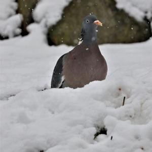 Common Wood-pigeon