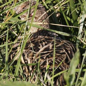 Common Pheasant