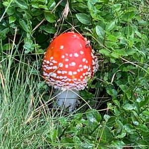 Fly Agaric