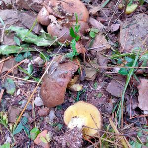 Suillus collinitus 