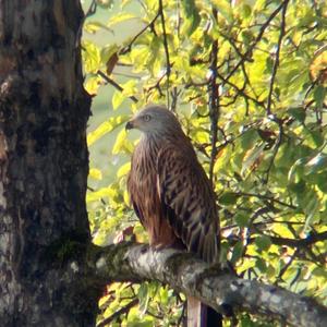 Red Kite