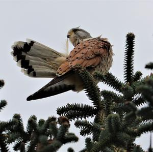 Common Kestrel