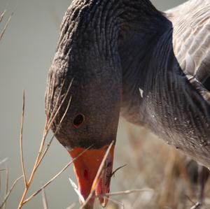 Greylag Goose