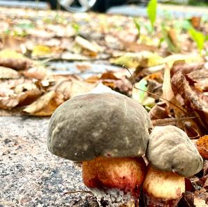 Dotted-stem Bolete