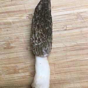 Black Morel