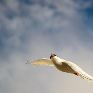 Arctic Tern