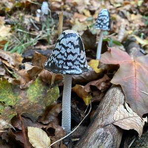 Magpie Ink-cap