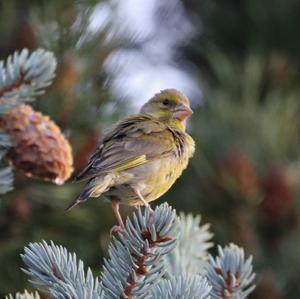 European Greenfinch