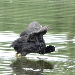 Common Coot