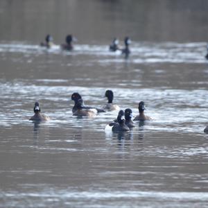 Tufted Duck