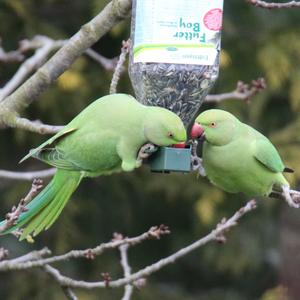 Rose-ringed Parakeet