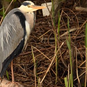 Grey Heron