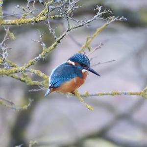 Common Kingfisher