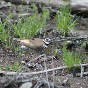 Killdeer