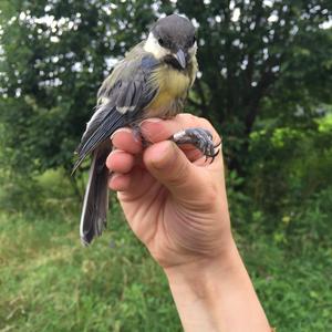 Great Tit