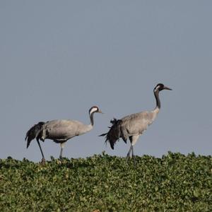 Common Crane