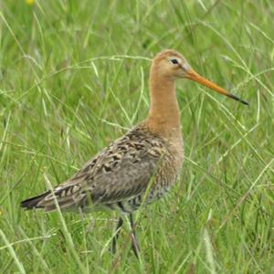 Black-tailed Godwit