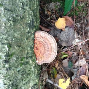 Thick-maze Oak polypore