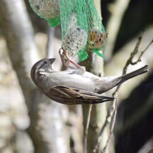 House Sparrow