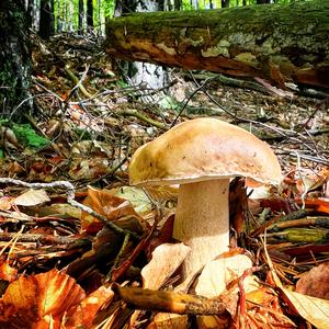 King Bolete