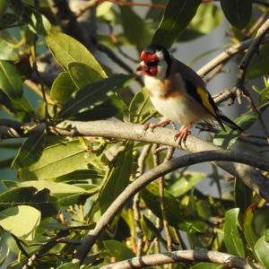 European Goldfinch