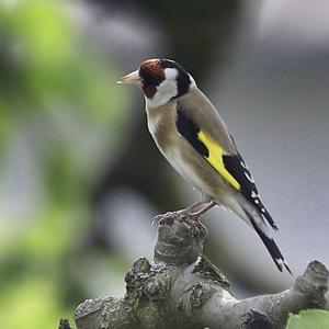 European Goldfinch