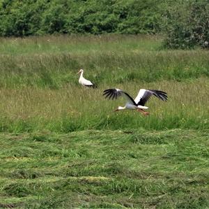 White Stork