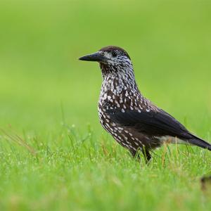 Spotted Nutcracker