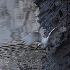 Little Egret