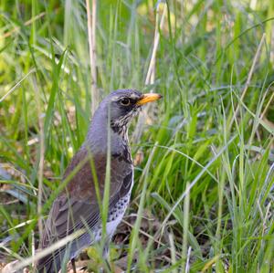 Fieldfare