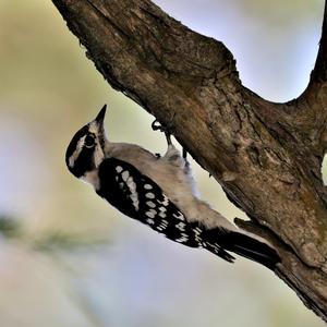 Downy Woodpecker