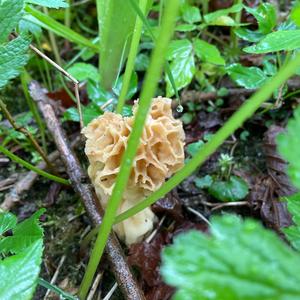 Yellow Morel