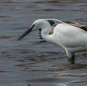 Little Egret