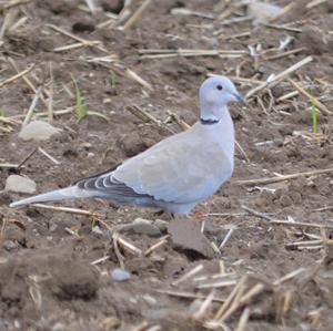 Eurasian Collared-dove