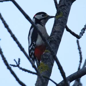 Great Spotted Woodpecker