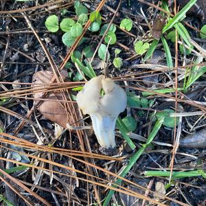 Fluted White Helvella