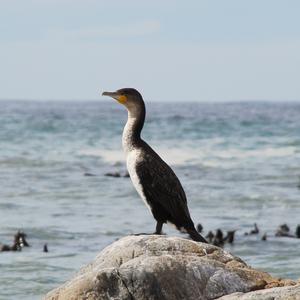 Great Cormorant