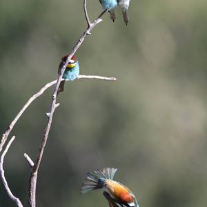 European Bee-eater