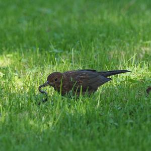 Eurasian Blackbird