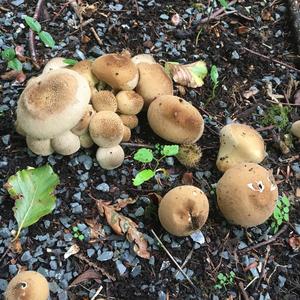 Stump Puffball