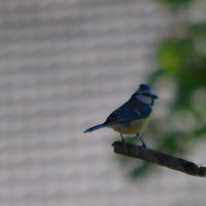 Blue Tit